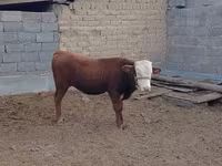 Toro, Hereford — foto 3
