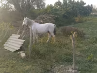 Айғыр, Azerbaijan horse — 5-сурет