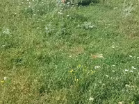 Kuh, Rinder — Foto 3