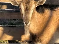 बकरी, West African dwarf goats — फ़ोटो 1