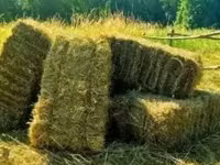 Յոնջա, Առվույտ, Խոտ, խոտի տուկ, Տուկ, Անասնակեր — լուսանկար 1