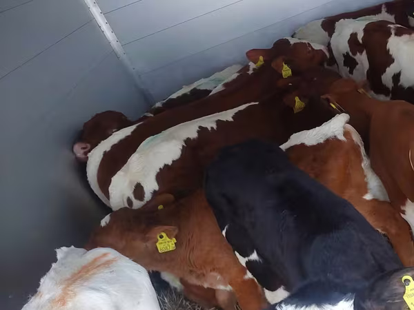 Ցուլ, Simmental cattle