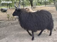Қой, Racka sheep — 2-сурет
