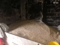 6 քյոշանի գարի-գարի սերմի — foto 3