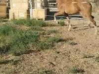 Бие, Dutch warmblood horse — 6-сурет