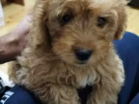 Maltipoo balaları – mini ölçülü, hipoallergen, tüksüz tökülməyə meylli — photo 4
