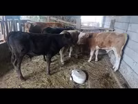ثور, الماشية — الصورة 5