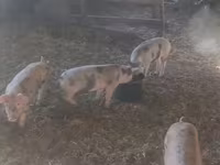 母猪, Pigs — 照片 2