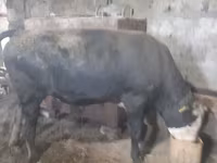 Bull, Russian Black pied cattle — photo 4