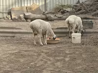 公羊, Suffolk sheep — 照片 3