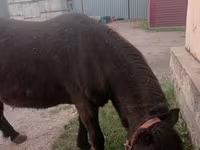 Stute, Shetland Pony — Foto 1