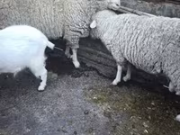Խոյ, Ոչխարներ — լուսանկար 2