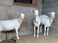 عنزة, Saanen goat — الصورة 3