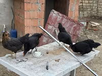 Chickens — Foto 2