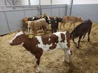 Կով, Simmental cattle — լուսանկար 6