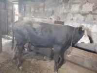 Bull, Russian Black pied cattle — photo 7