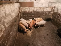 Sow, Pigs — photo 4