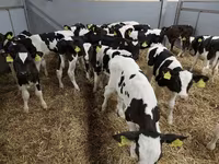 ԽՍԿ (խումբ, սեռը նշված չէ), Simmental cattle — լուսանկար 7