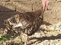 Սլովենյան արծաթե հավ — լուսանկար 5