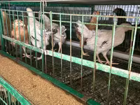 Chickens — 5-сурет