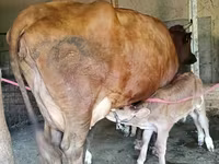 Կով, Red Estonian cattle — լուսանկար 5