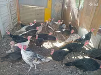 Turkeys — photo 2