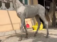 Horses (batch, sex not specified), Kyrgyz Horse — photo 1