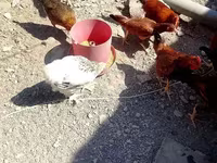 Chickens — الصورة 5