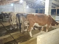 Cow, Alatau breed — photo 1