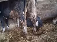 Ցուլ, Russian Black pied cattle — լուսանկար 2