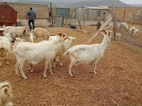 Էգ այծ, Saanen goat — լուսանկար 3