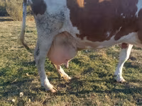 Kuh, Simmental cattle — Foto 2