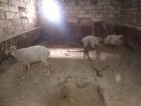 Ոչխար, Ոչխարներ — լուսանկար 3