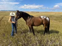 Ձի, Horses of Sable Island — լուսանկար 5