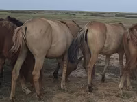 Stute, Mugalzhar horse — Foto 4