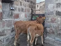 Bull, Cattle — photo 7