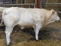 Ցուլ, Blonde d’Aquitane cattle — լուսանկար 5
