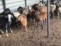 Widder, Adal sheep — Foto 3