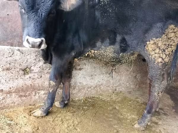 Bulle, Russian Black pied cattle