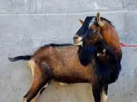 Ешкі, Alpine goat — 2-сурет