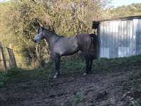 Айғыр, Arabian horse — 7-сурет
