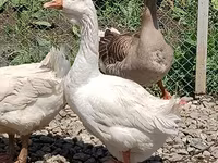 Geese — الصورة 4