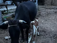 Cow, Latvian Blue cattle — photo 5