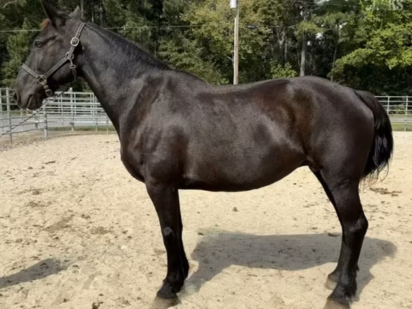 Էգ ձի, Percheron