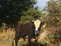 Bull, Hereford — photo 2