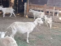 Էգ այծ, Dutch Landrace goats — լուսանկար 7