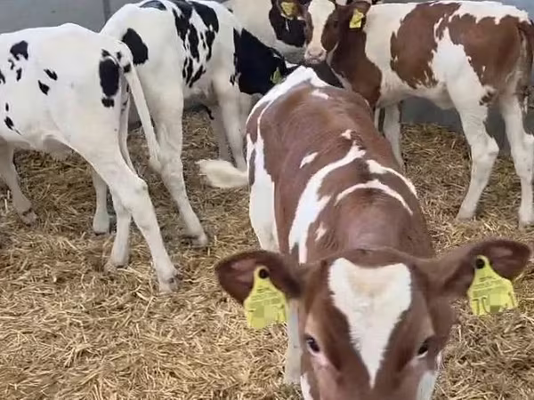 Կով, Russian Black pied cattle