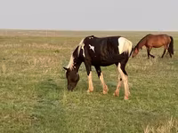 Horse (M), Russian Heavy Draft — photo 7