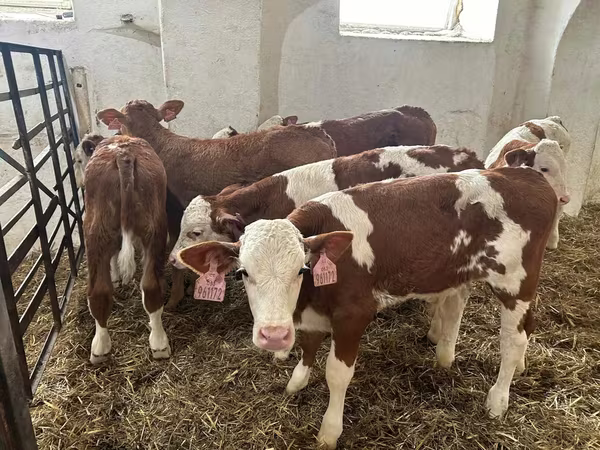 सांड, Simmental cattle