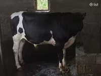 Bull, Russian Black pied cattle — photo 7